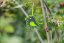 Prevliekačka – vtáčik - Velikost sady: jedna prevliekačka, Barva provlékačky: zelená